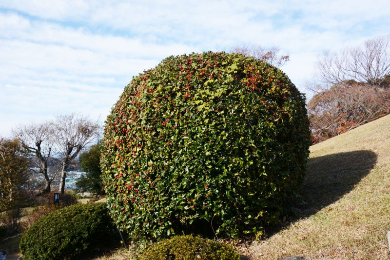 Holly Shrub Pruning
