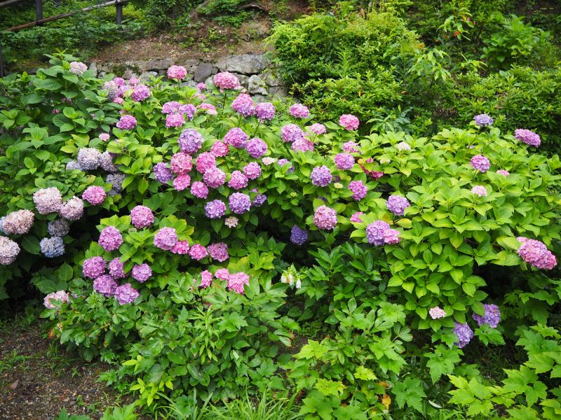 Hydrangea Pruning