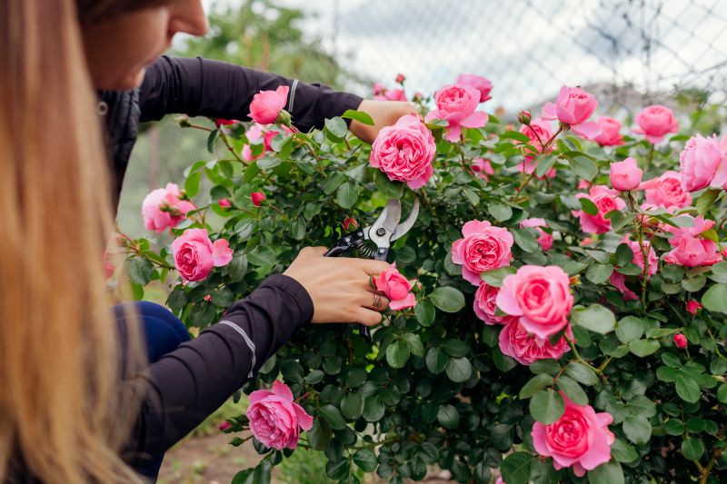 Rose Bush Pruning