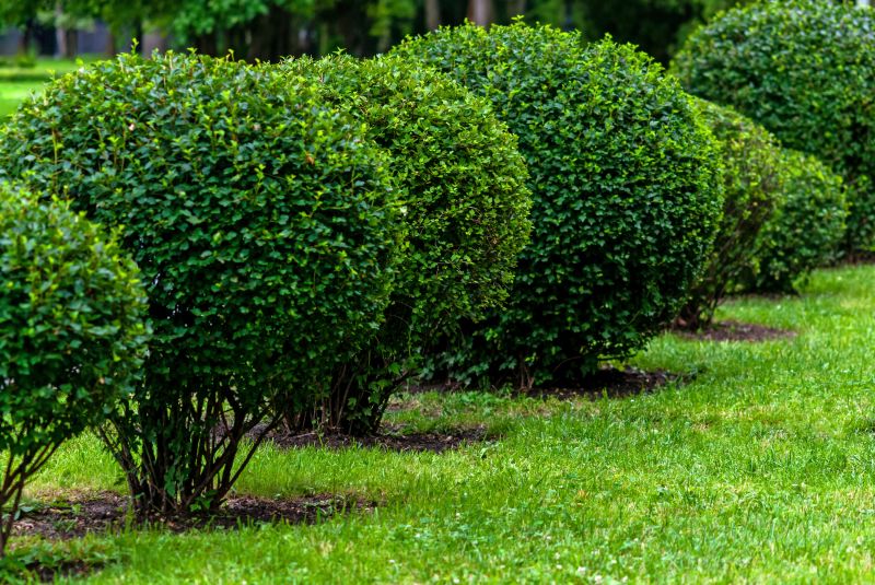 Healthy, Shaped Shrubs