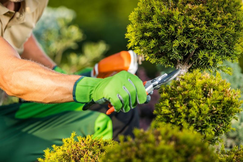 Preventative Shrub Maintenance