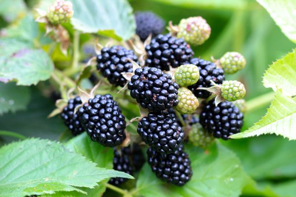Blackberry Bush Removal in Frankfort