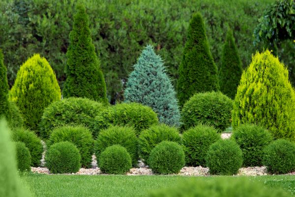 Cost of Bush Shaping Service in Frankfort