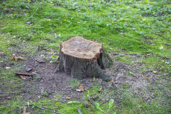 Bush Stump Removal in Frankfort