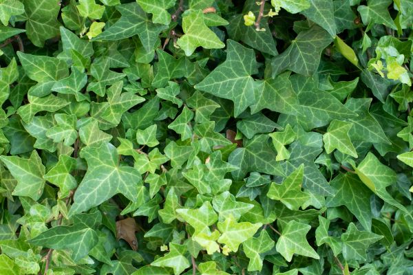 Cost of English Ivy Removal in Frankfort