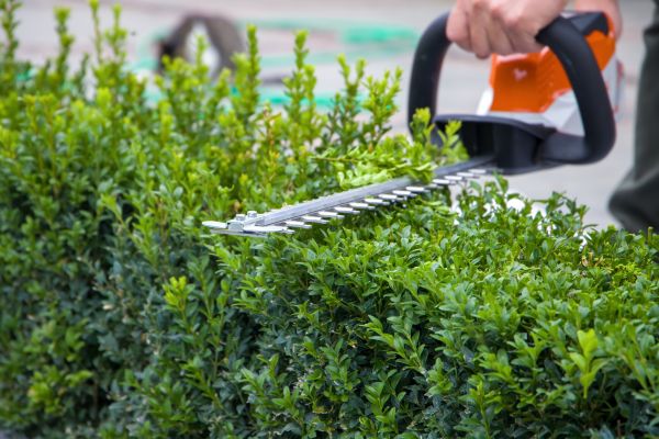 Hedge Pruning in Frankfort