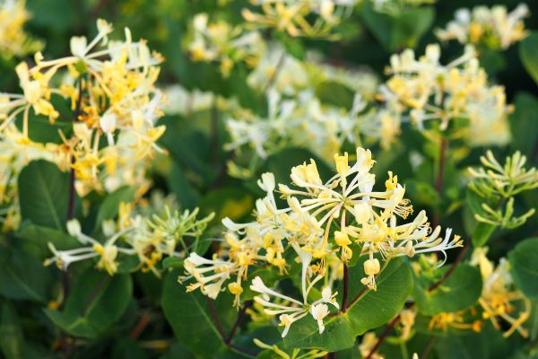 Cost of Honeysuckle Removal in Frankfort