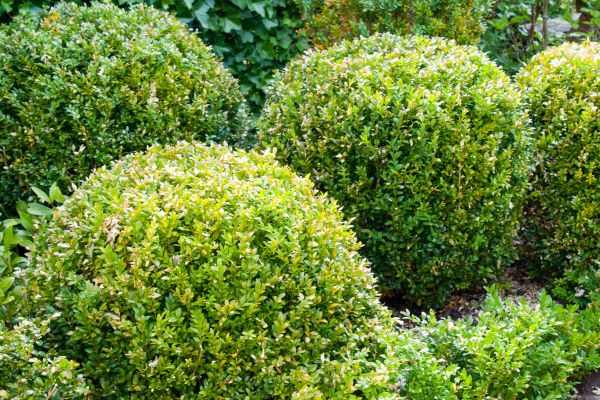 Cost of Landscape Trimming Service in Frankfort