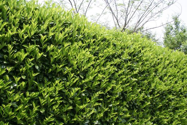 Cost of Laurel Removal in Frankfort