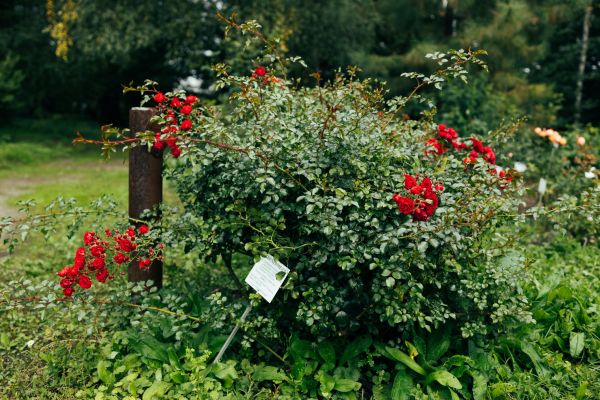 Cost of Rose Bush Removal in Frankfort