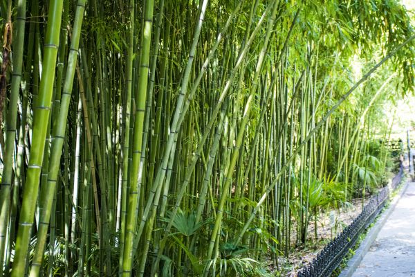 Cost of Bamboo Root Removal in Frankfort