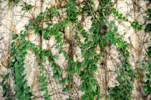 Cost of Vine Removal Service in Frankfort