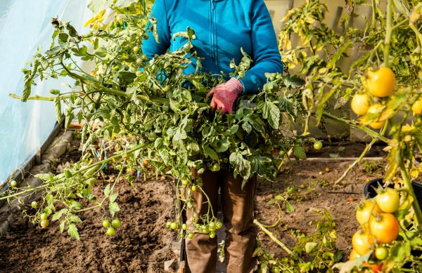 Cost of Garden Plant Removal in Frankfort