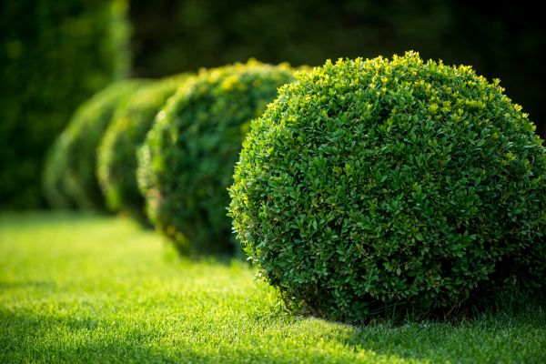 Bush Pruning in Frankfort