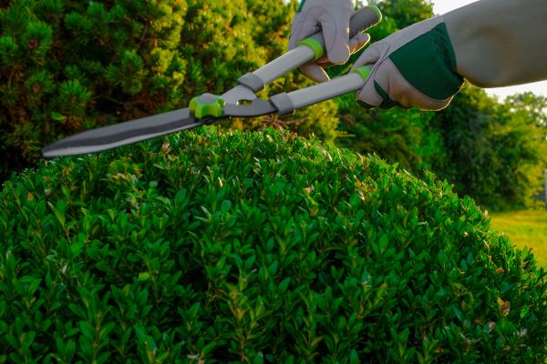 Cost of Topiary Shearing in Frankfort