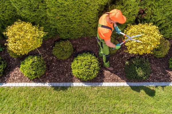 Cost of Topiary Trimming in Frankfort