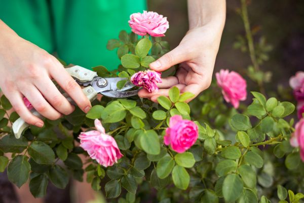 Cost of Rose Shearing in Frankfort