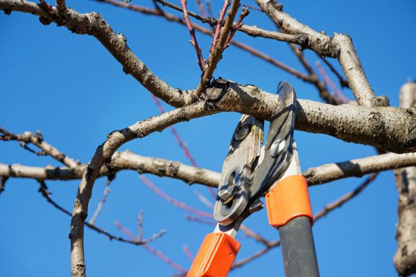 Cost of Selective Pruning in Frankfort