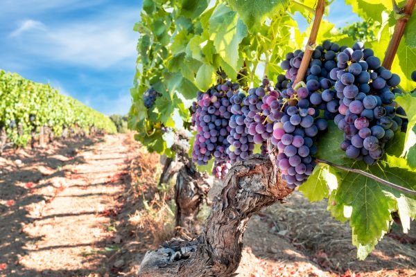 Grapevine Pruning in Frankfort