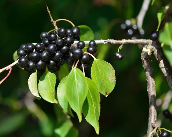 Buckthorn Removal in Frankfort