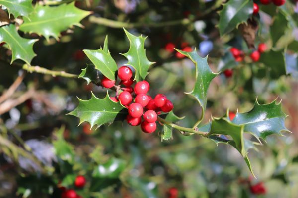 Holly Tree Trimming in Frankfort