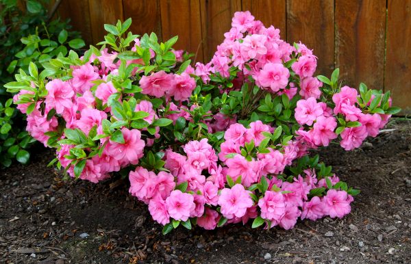 Cost of Azaleas Removal in Frankfort