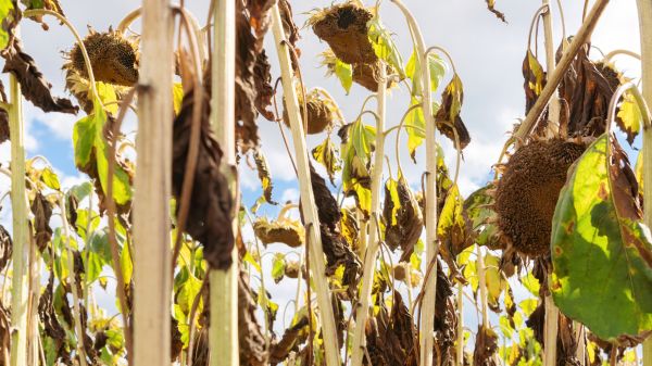 Cost of Dead Plant Removal in Frankfort