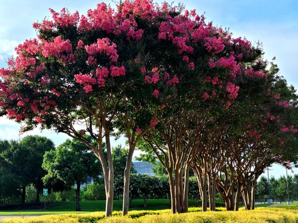 Crepe Myrtle Pruning in Frankfort
