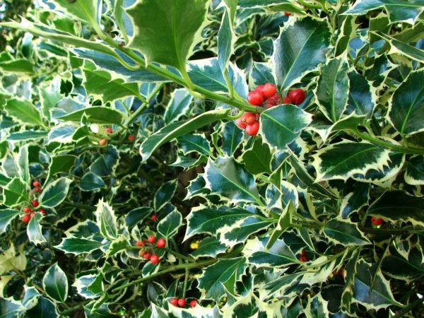 Holly Bushes Trimming in Frankfort
