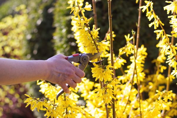 Forsythia Pruning in Frankfort