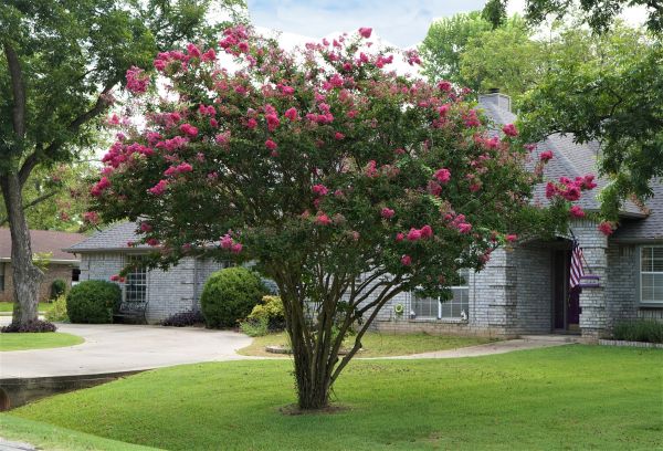 Crepe Myrtle Trimming in Frankfort