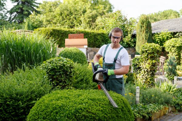 Shrubs Trimming in Frankfort