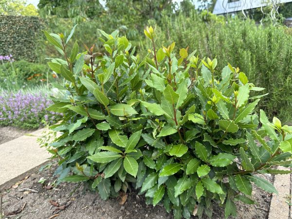 Cost of Laurel Hedge Removal in Frankfort