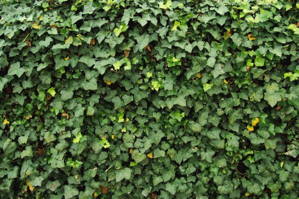 Cost of Ivy Pruning service in Frankfort