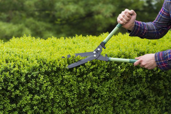 Cost of Evergreen Shrub Pruning in Frankfort