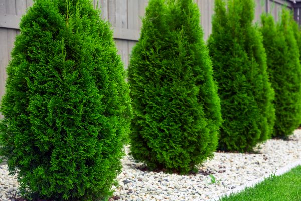 Cost of Arborvitae Shaping in Frankfort