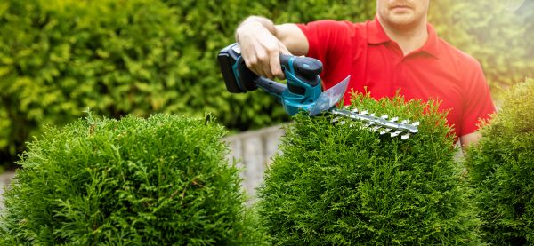 Cost of Hedge Shaping Service in Frankfort