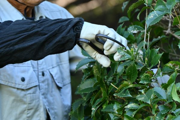 Holly Pruning in Frankfort