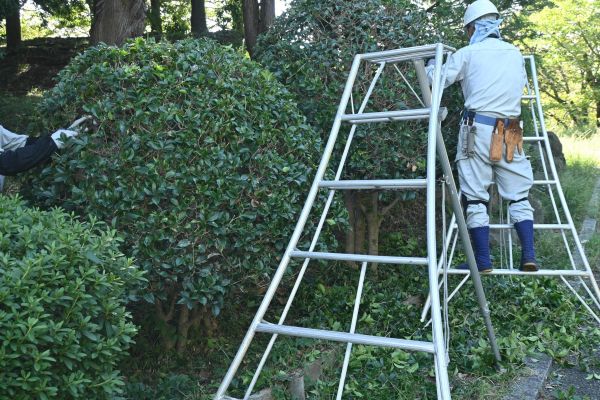 Cost of Holly Shaping in Frankfort