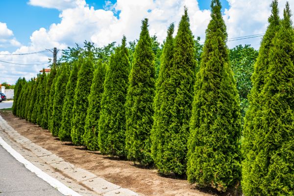 Cost of Arborvitae Shearing in Frankfort