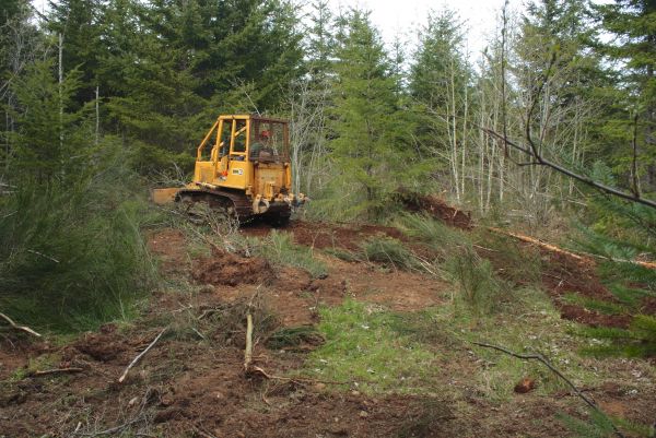 Cost of Shrubbery Clearing in Frankfort
