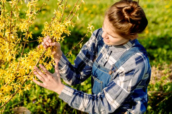 Forsythia Trimming in Frankfort