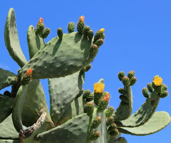 Cost of Cactus Removal in Frankfort