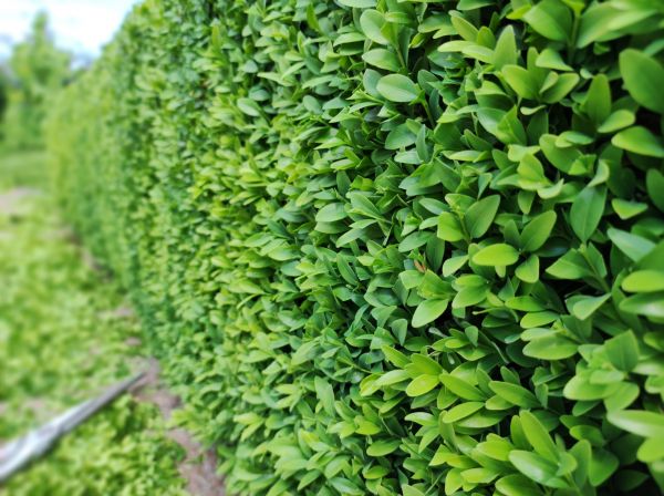 Boxwood Pruning in Frankfort