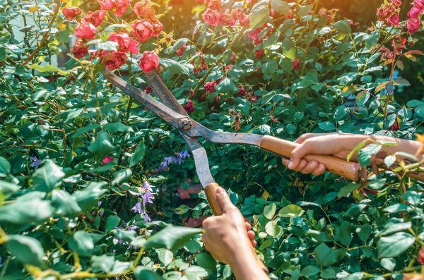 Knockout Roses Pruning in Frankfort