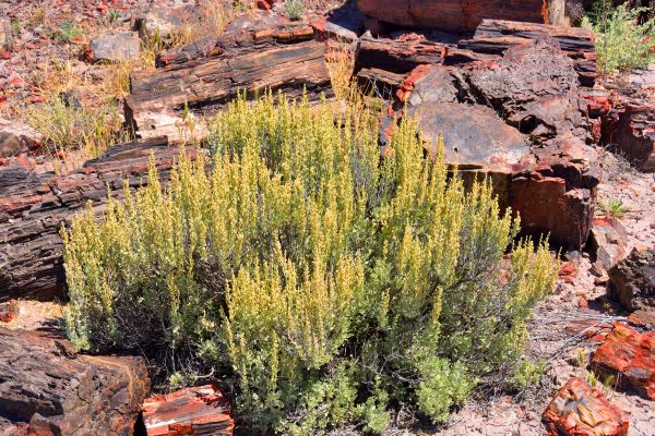Cost of Sagebrush Removal in Frankfort