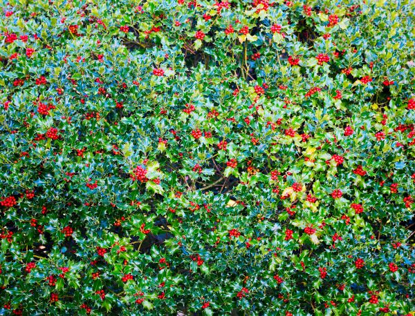 Cost of Holly Bush Removal in Frankfort