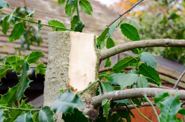 Cost of Holly Tree Removal in Frankfort