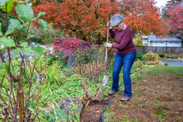 Cost of Dead Bush Removal in Frankfort
