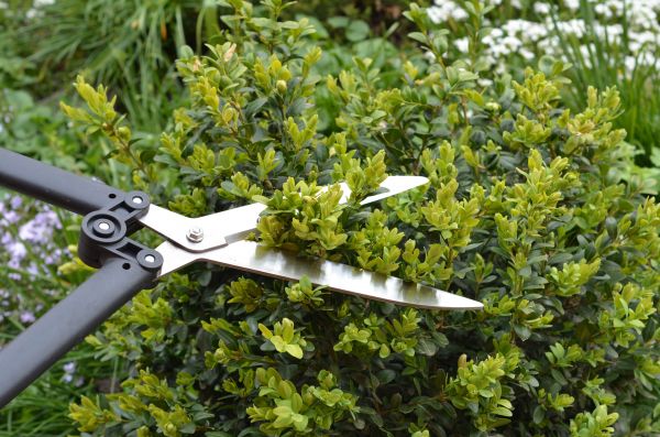 Boxwood Trimming in Frankfort
